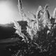 A sunset image in black and white showing sunlight filtering through leaves